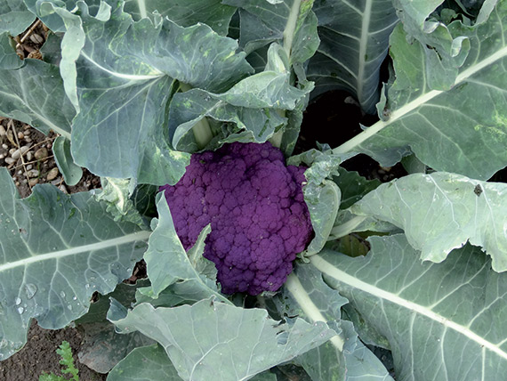 <span>GRAFFITI F1</span>