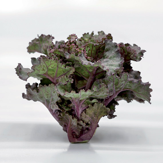 <span>FRIVOLE RED F1</span>