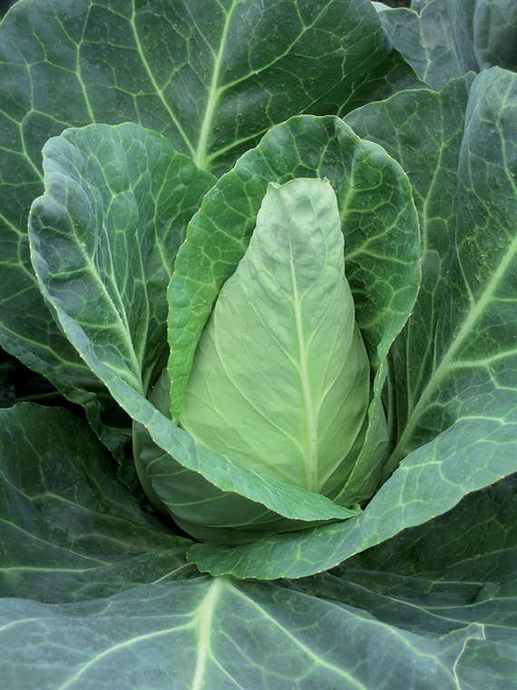 <span>CARAFLEX F1</span>