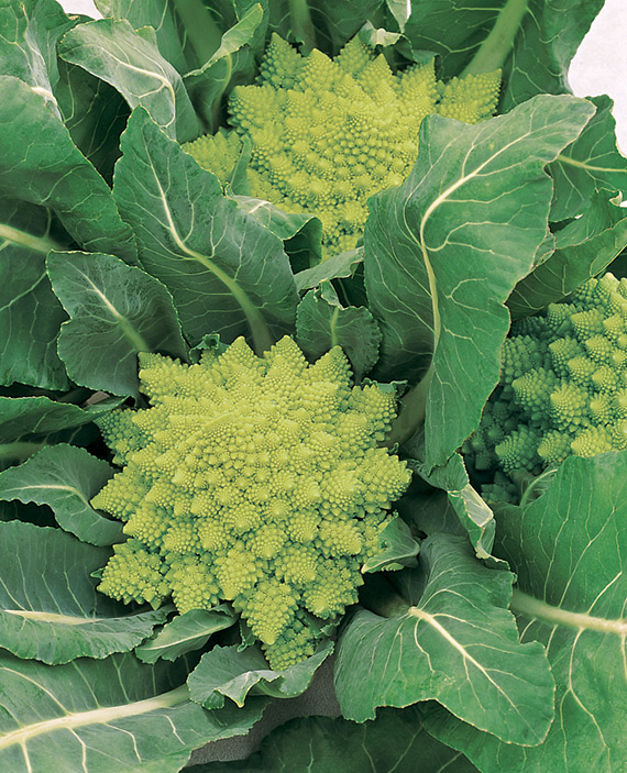 <span>VERONICA F1</span>