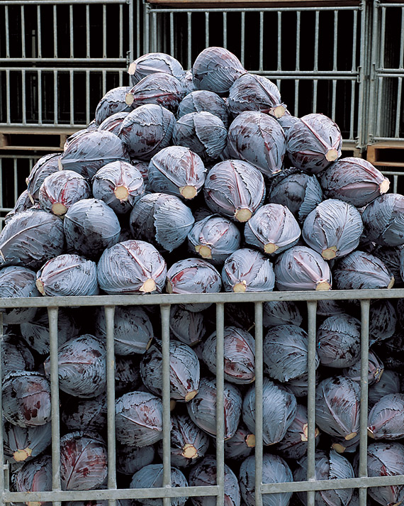 <span>INTEGRO F1</span>