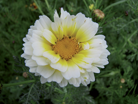 <span>CHRYSANTHEME COMESTIBLE BIO</span>