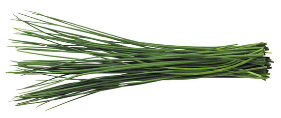 <span>POLYVERT</span>