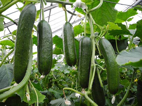 <span>BETTANIS F1</span>