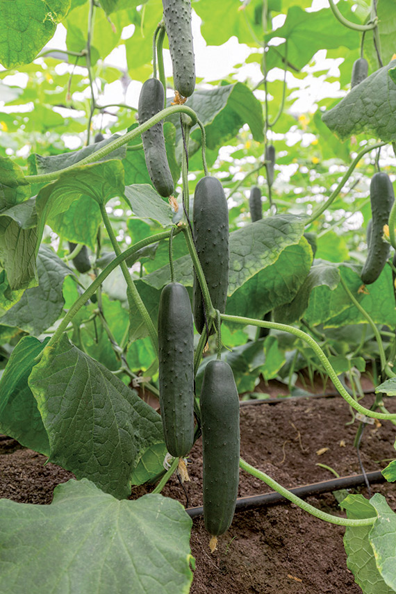 <span>CAMAN F1</span>