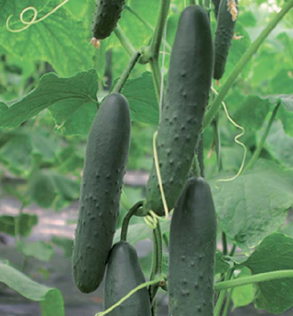 <span>CORINTO F1</span>