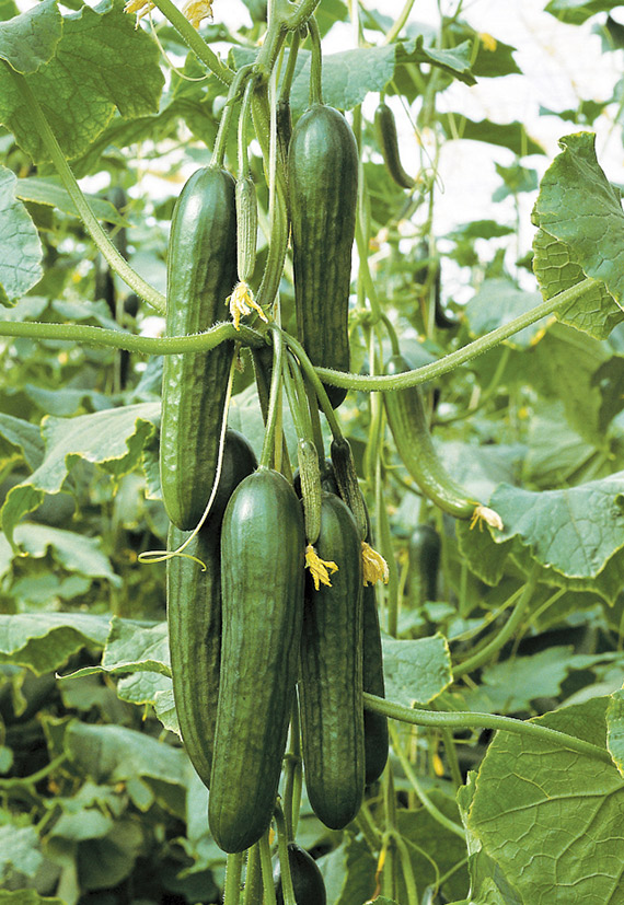 <span>KATRINA F1</span>