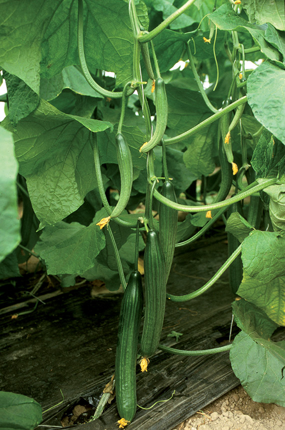 <span>LOCKHEED F1</span>