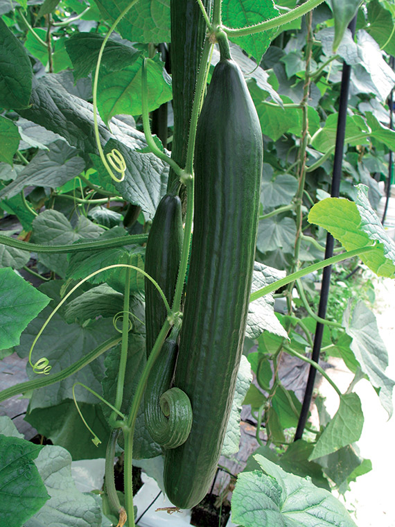 <span>LOUSTIK F1</span>