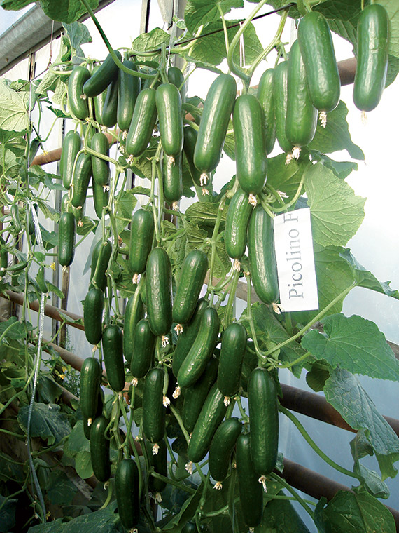 <span>PICOLINO F1</span>