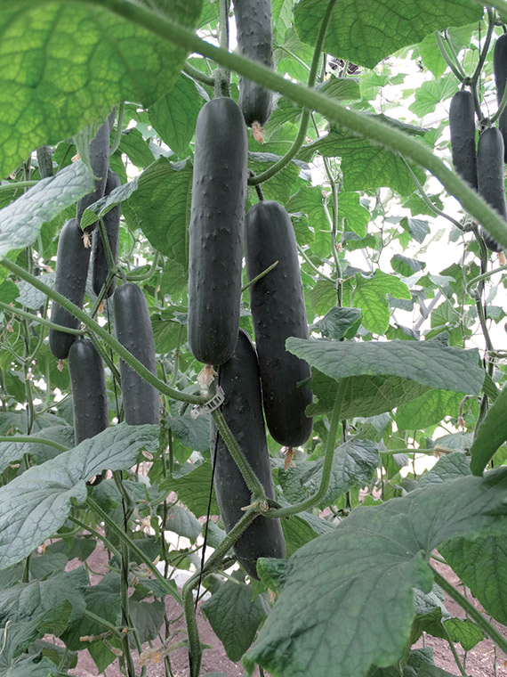 <span>TIRANO F1</span>