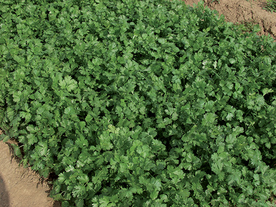 <span>ATLAS®</span>