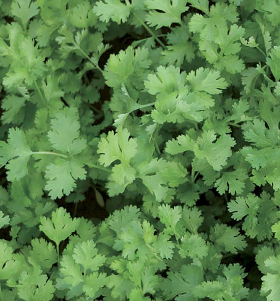 <span>CALYPSO</span>