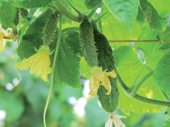 <span>ADAM F1</span>