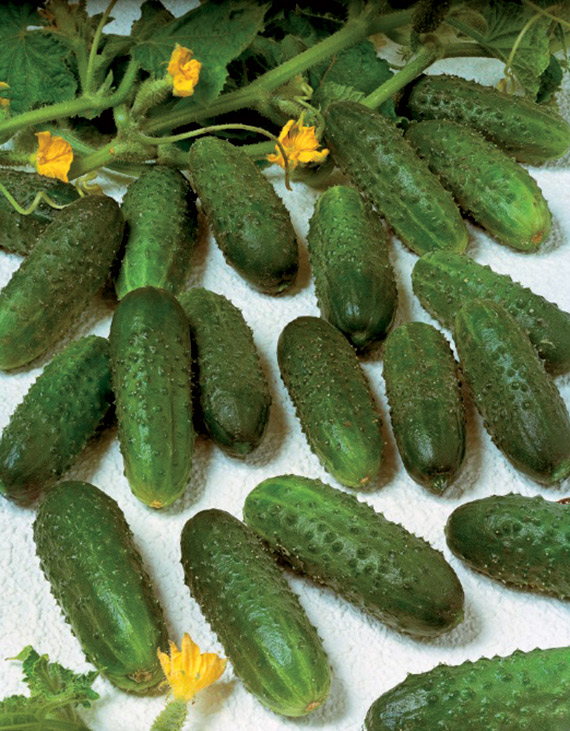 <span>MARINDA F1</span>