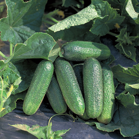 <span>PROFI F1</span>