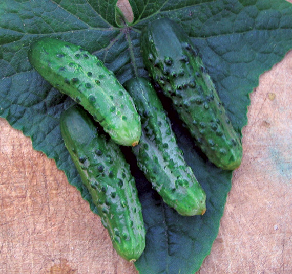 <span>VERT PETIT DE PARIS</span>