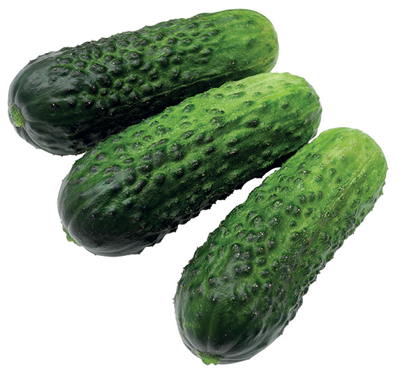 <span>ZIRCON F1</span>