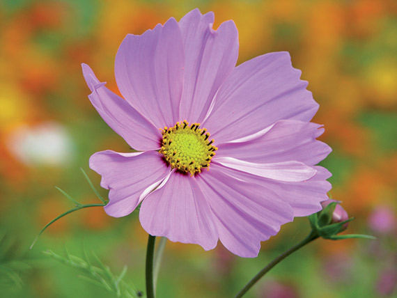 <span>COSMOS</span>