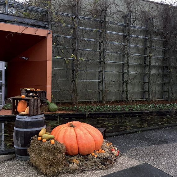 <span>ATLANTIC GIANT</span>