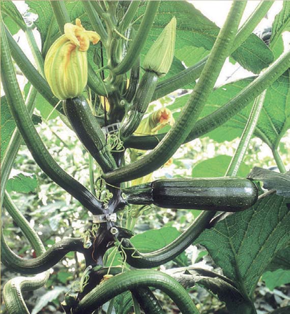 <span>BLACK FOREST F1</span>