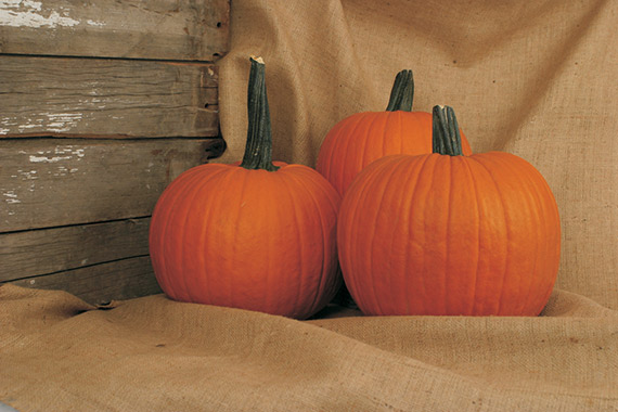 <span>BOSS F1</span>