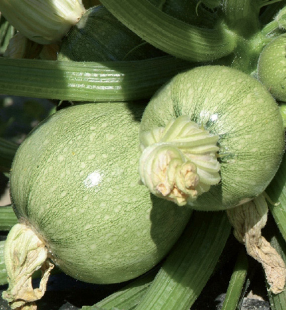 <span>BRICE F1 </span>