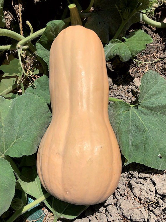 Courge Comestible Semences Conventionnelles Voltz Maraîchage