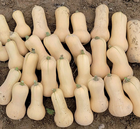 <span>EARLY BUTTERNUT PLUS</span>