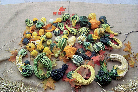 <span>COLOQUINTE MIX</span>