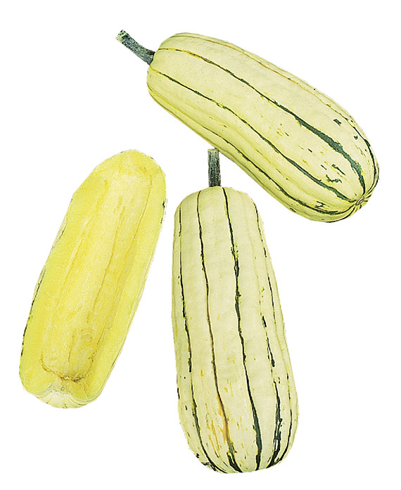DELICATA