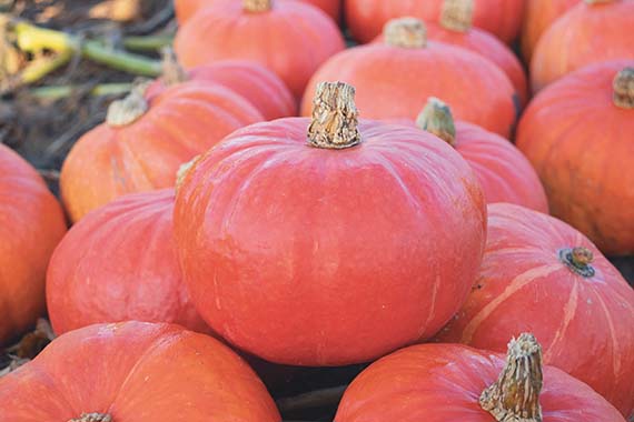 <span>FLEXI KURI F1</span>