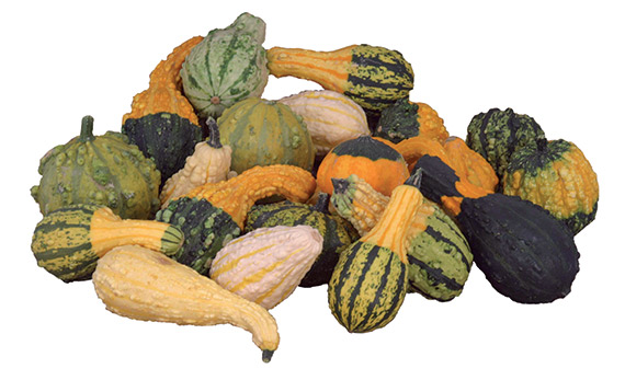 <span>GALEUSE MELPRO</span>