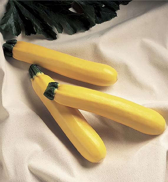 <span>GOLDEN GLORY F1</span>
