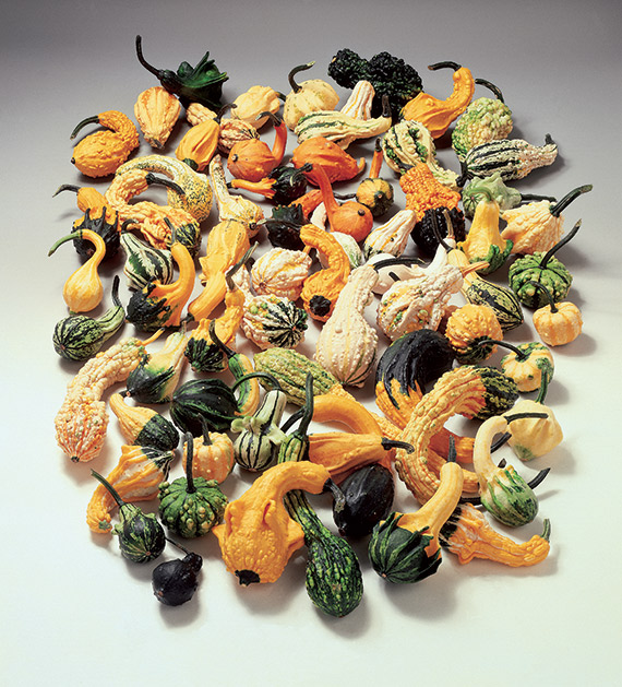 <span>INDIAN MIX</span>