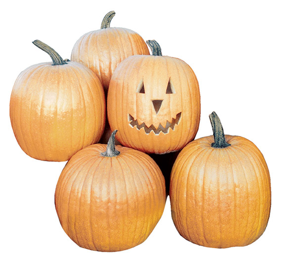 <span>JACK O LANTERN</span>