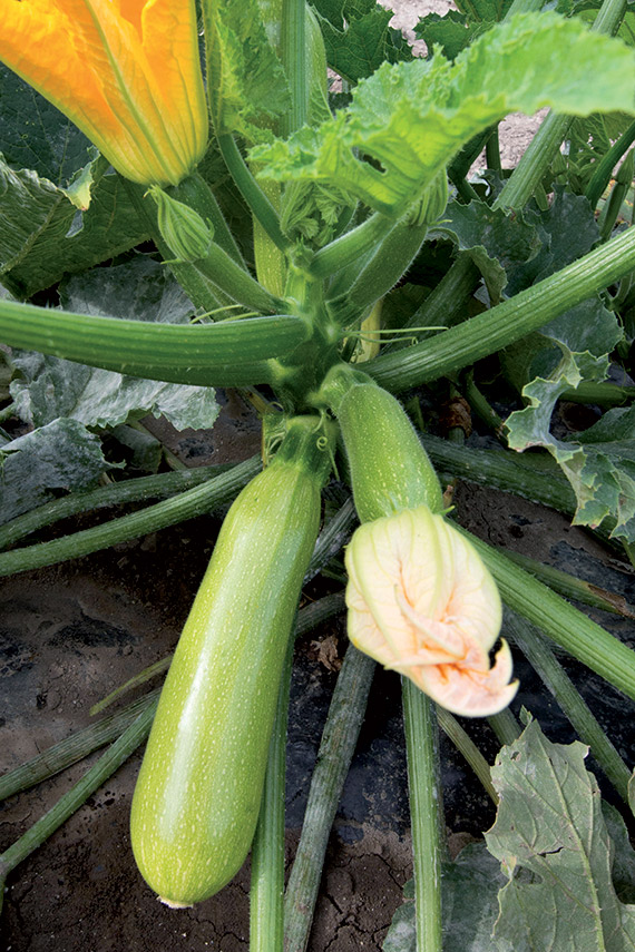 <span>MAJESTEE F1</span>