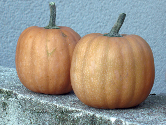 <span>CARAT F1</span>