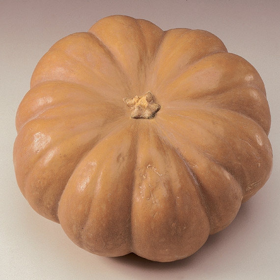 <span>MUSQUEE DE PROVENCE</span>