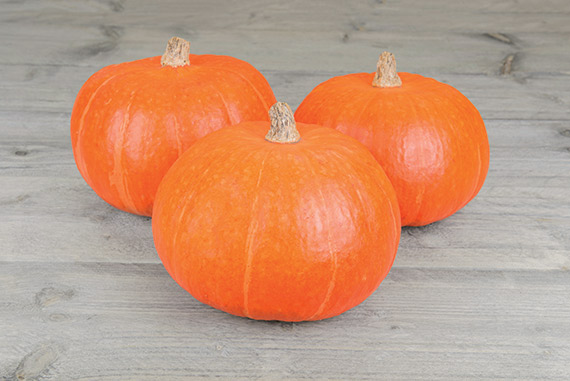 <span>TRACTOR F1</span>