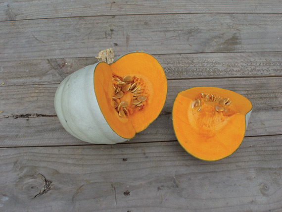 <span>BETTY BLUE F1</span>