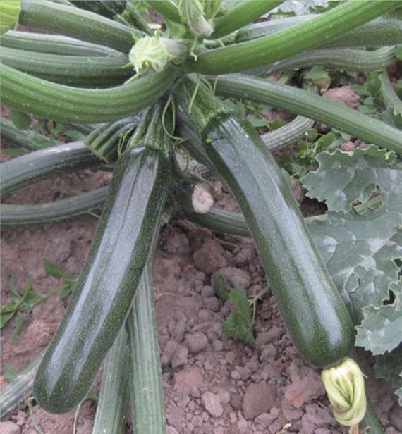 <span>RHODOS F1</span>