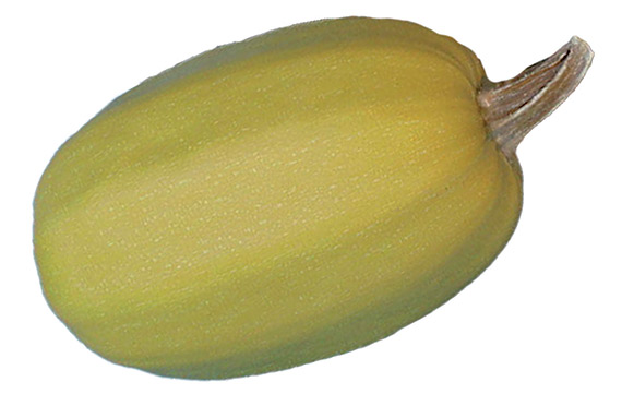 <span>SPAGHETTI VEGETAL</span>