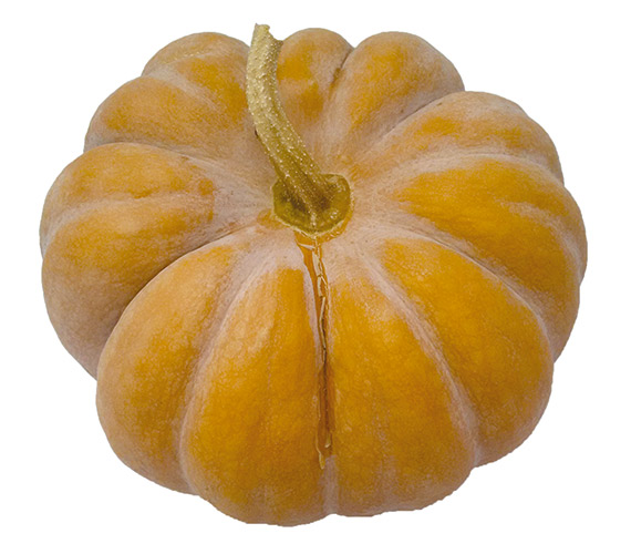 <span>MUSKI TEENY® F1</span>