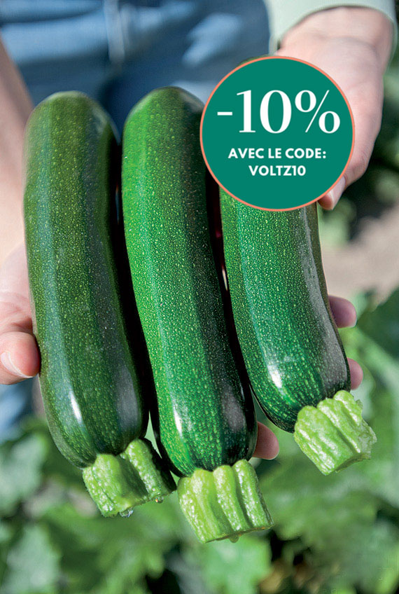 <span>ZODIAC F1</span>