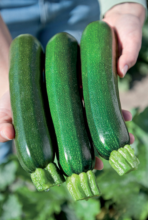 <span>ZODIAC F1</span>