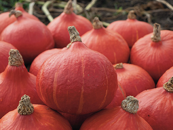 <span>KAORI KURI F1</span>