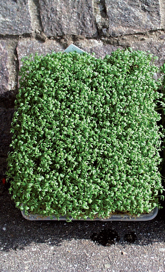 <span>CRESSO</span>