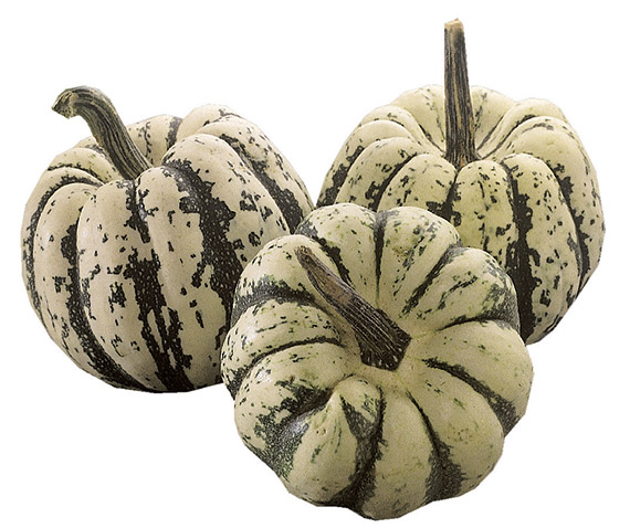 <span>SWEET DUMPLING</span>