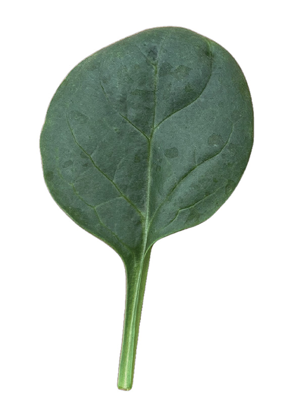 <span>EL MAJESTIC</span>